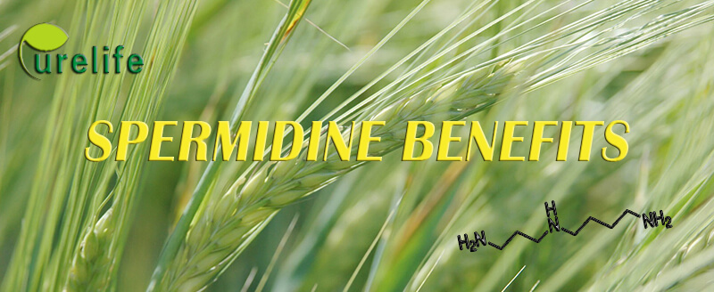 Spermidine Benefits
